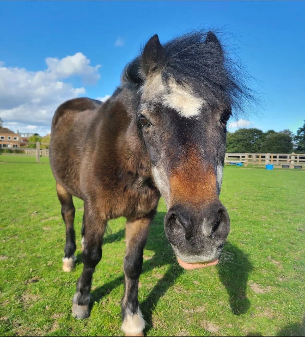 Benji, a small dark bay Welsh pony with a white patch on his forehead, walking towards the camera across the grass.
