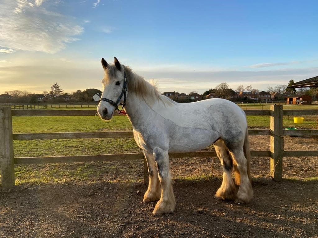 A pale grey cob standing beside the paddock fence in the low light of a winter afternoon.