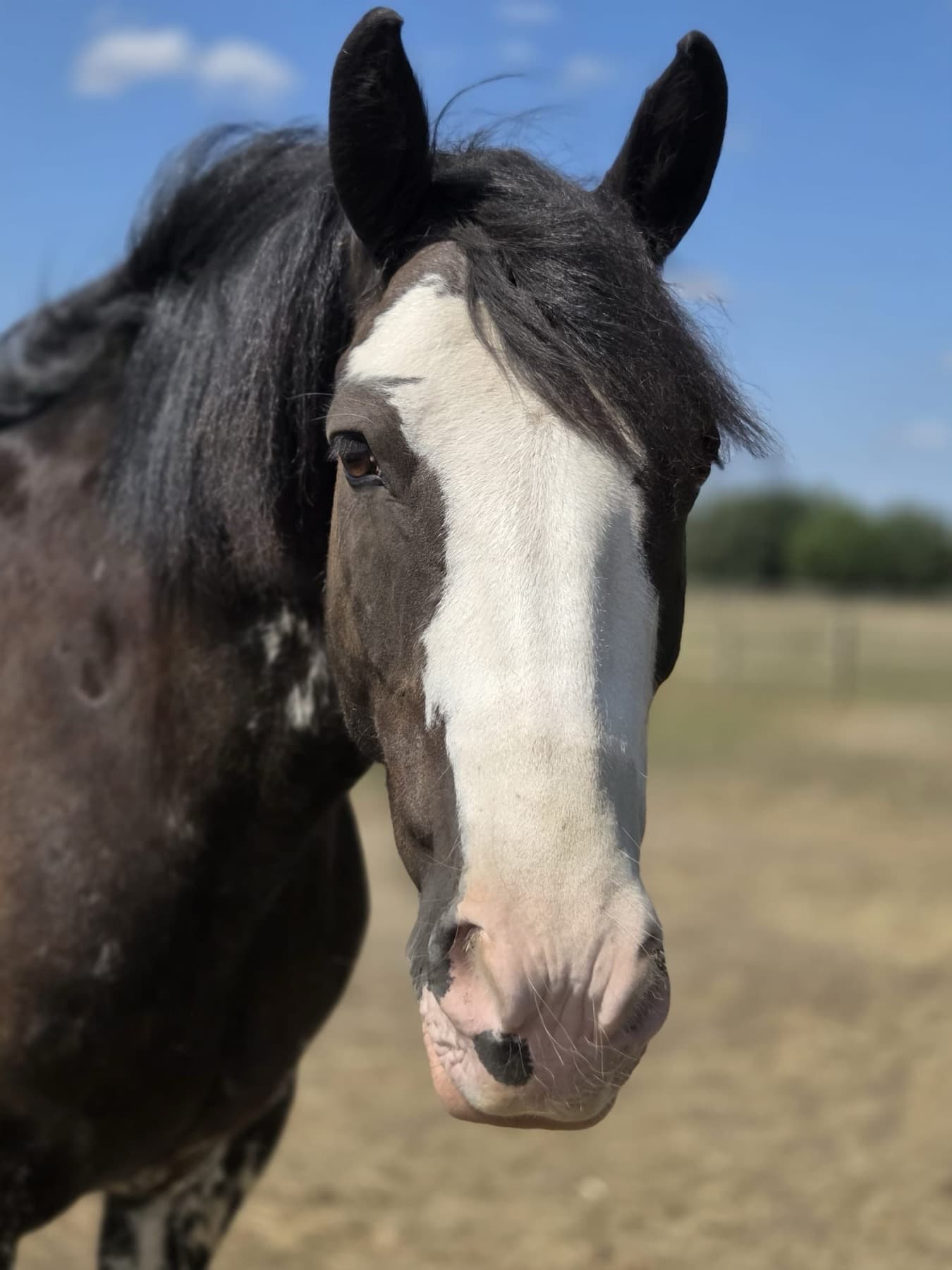 Bob, a dark skewbald cob with a wide white blaze, standing in the sand school under a blue sky.