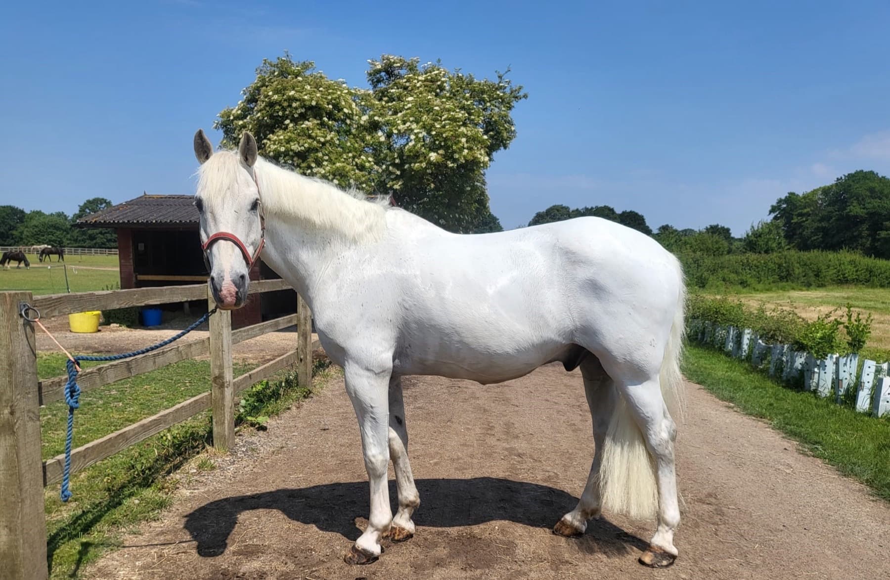 Breeze, a grey Irish Sports Horse standing on the track in front of a flowering tree.
