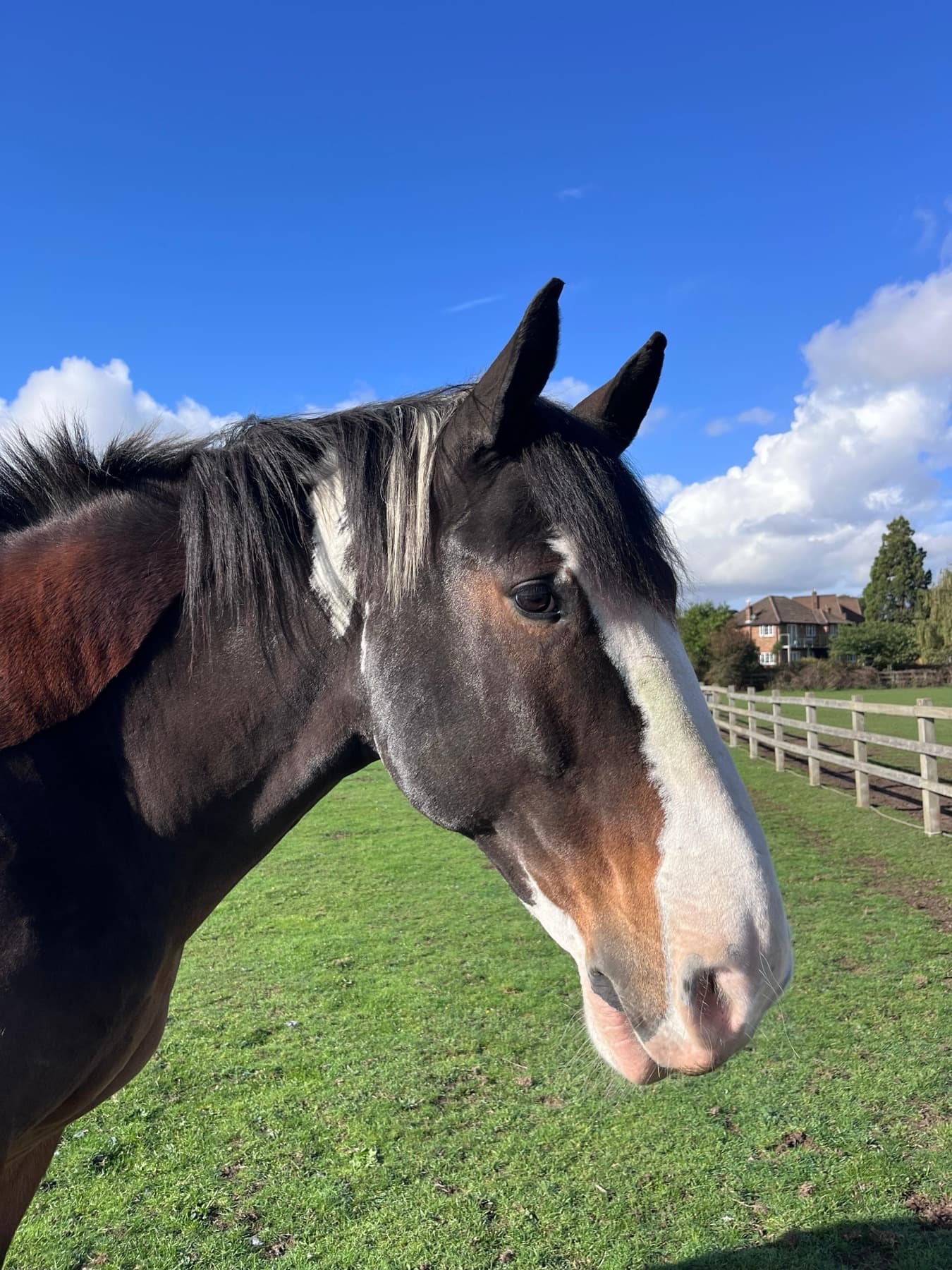 Captain, a big dark skewbald cob with a white blaze, standing beside the post and rail fence on a sunny day.