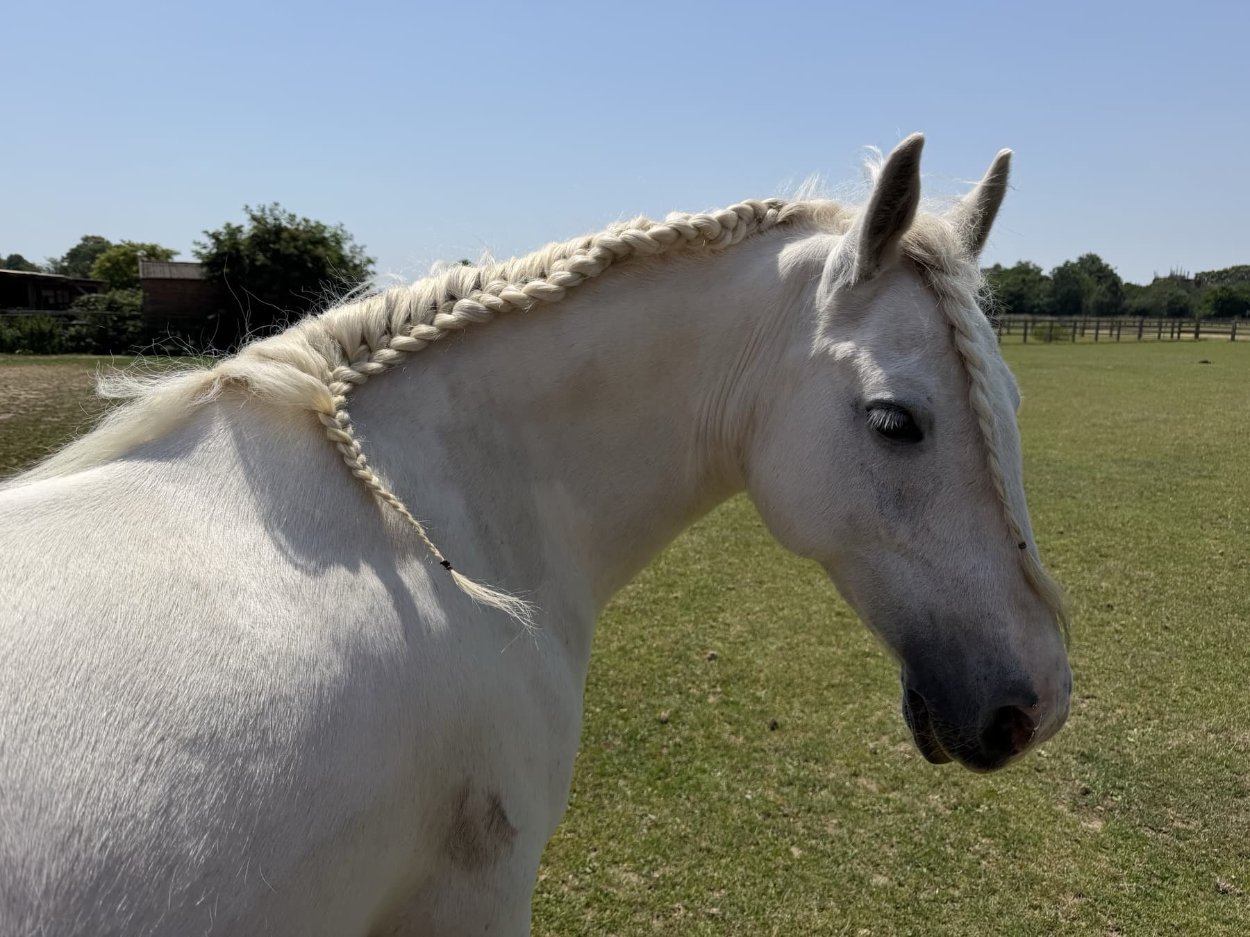 Charlie, a grey Gypsy Cob with his mane in a long plait, standing in the field on a bright day.