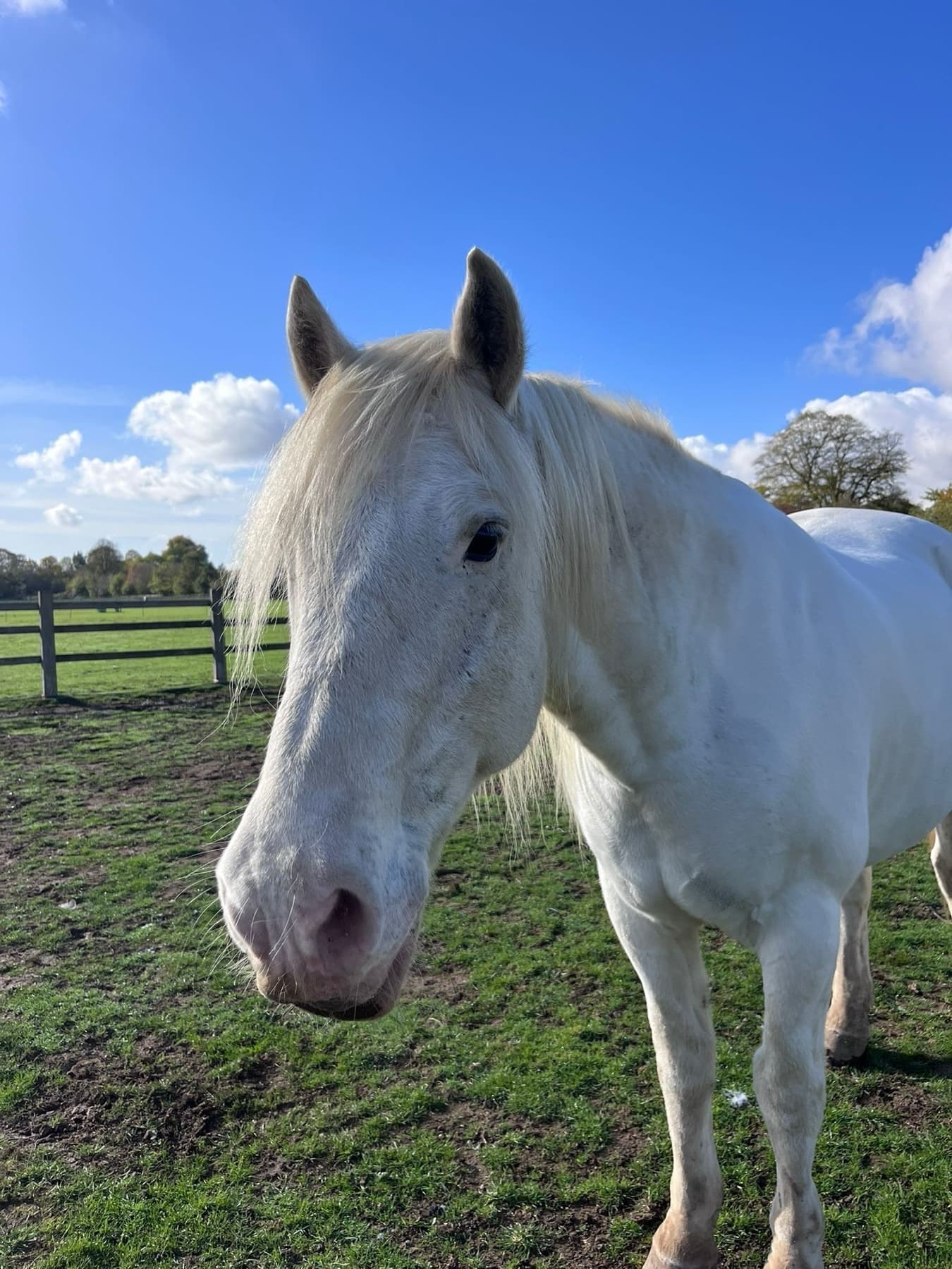 Disney, a white and blue roan cob with a pink muzzle, looking towards the camera in the paddock.