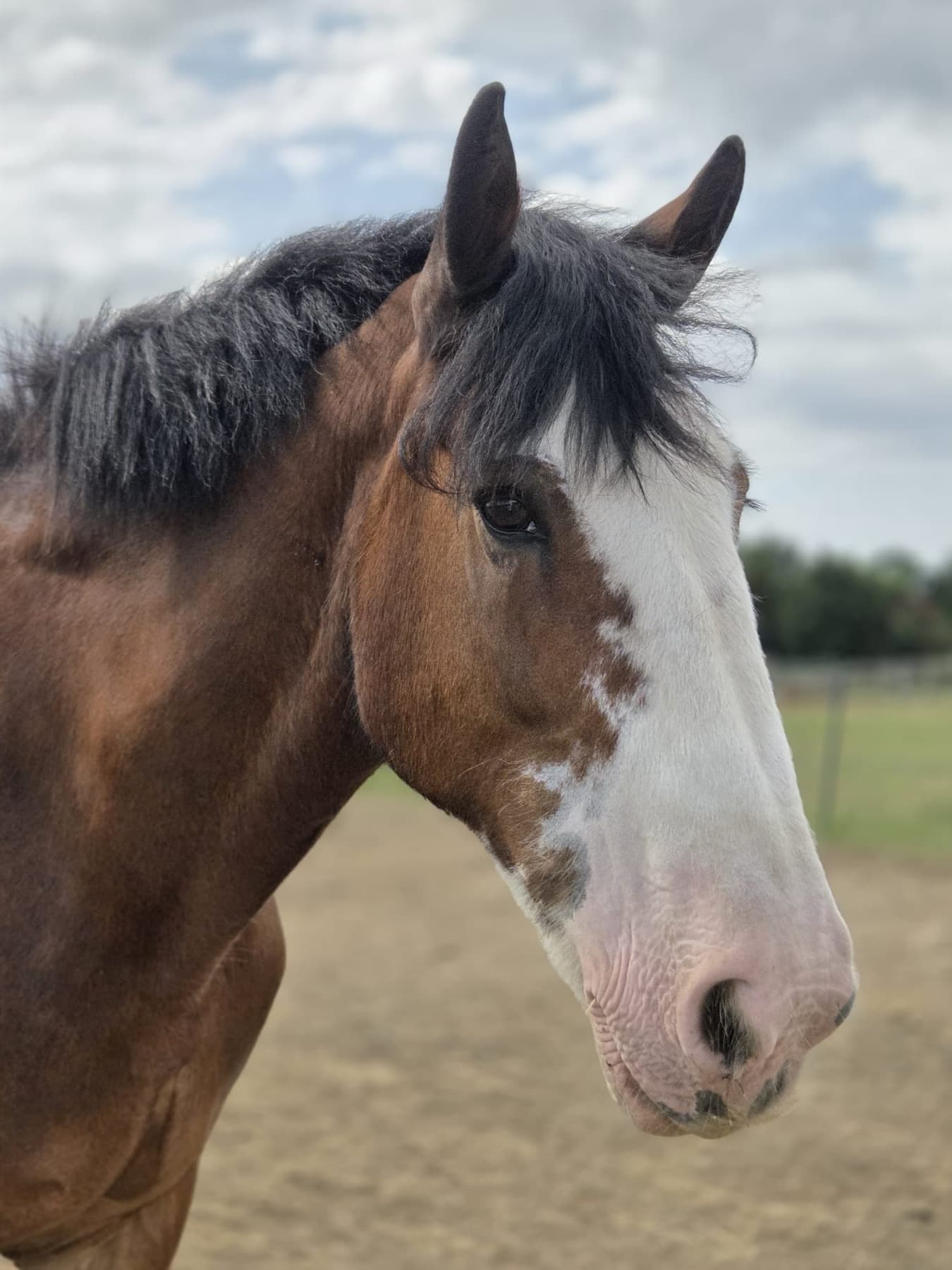 Dolly, a bay Clydesdale cross with a broad white blaze, photographed in the sand school on a cloudy day.