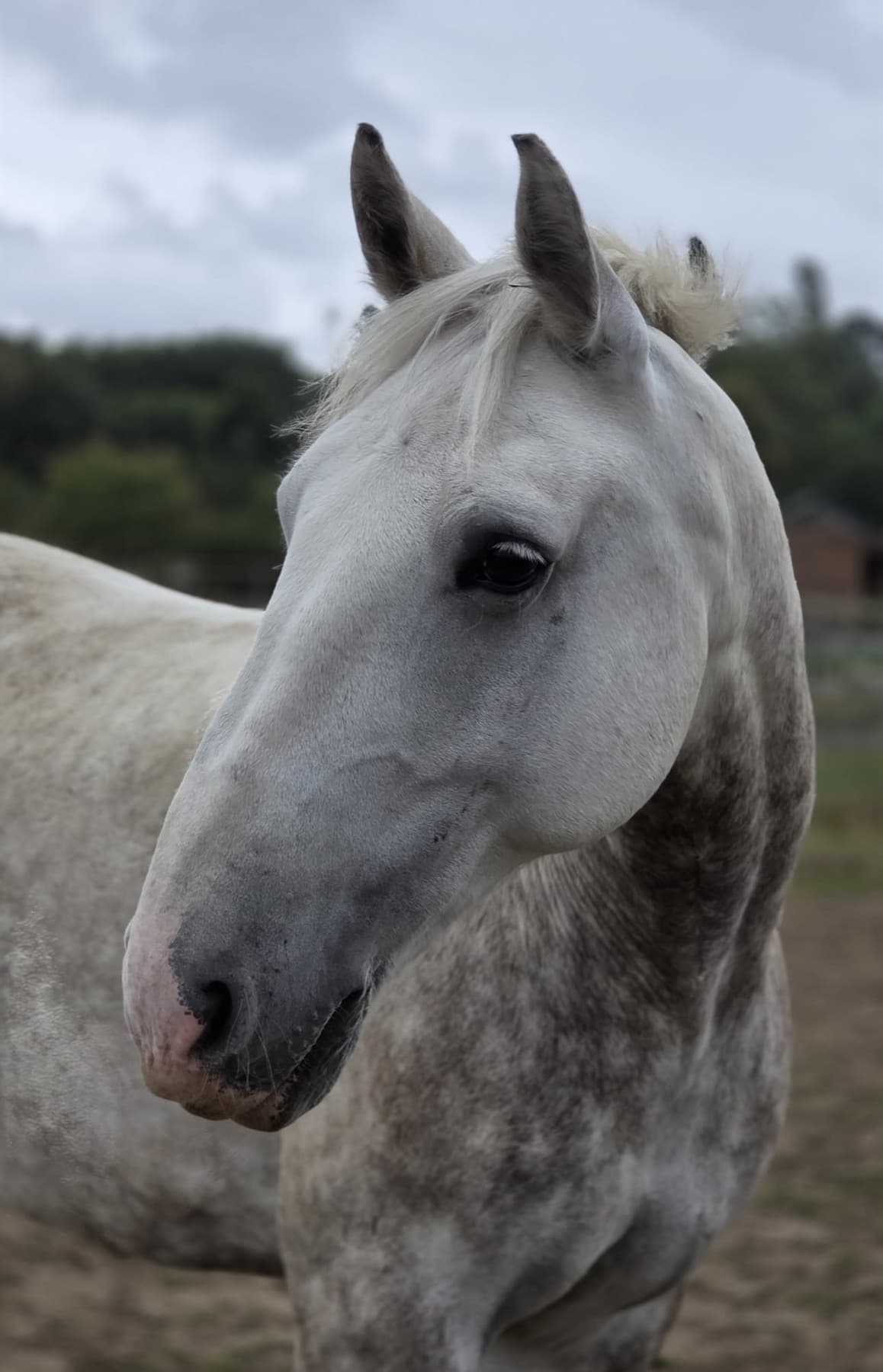 Drummer, a dappled grey Irish Sport Horse, photographed in the school on an overcast day.