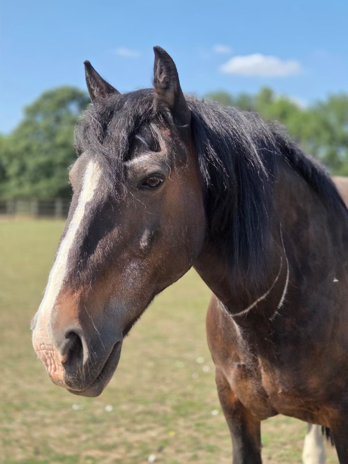 Dublin, a dark bay cob with a white stripe down his nose, standing in the field in the summer sun.