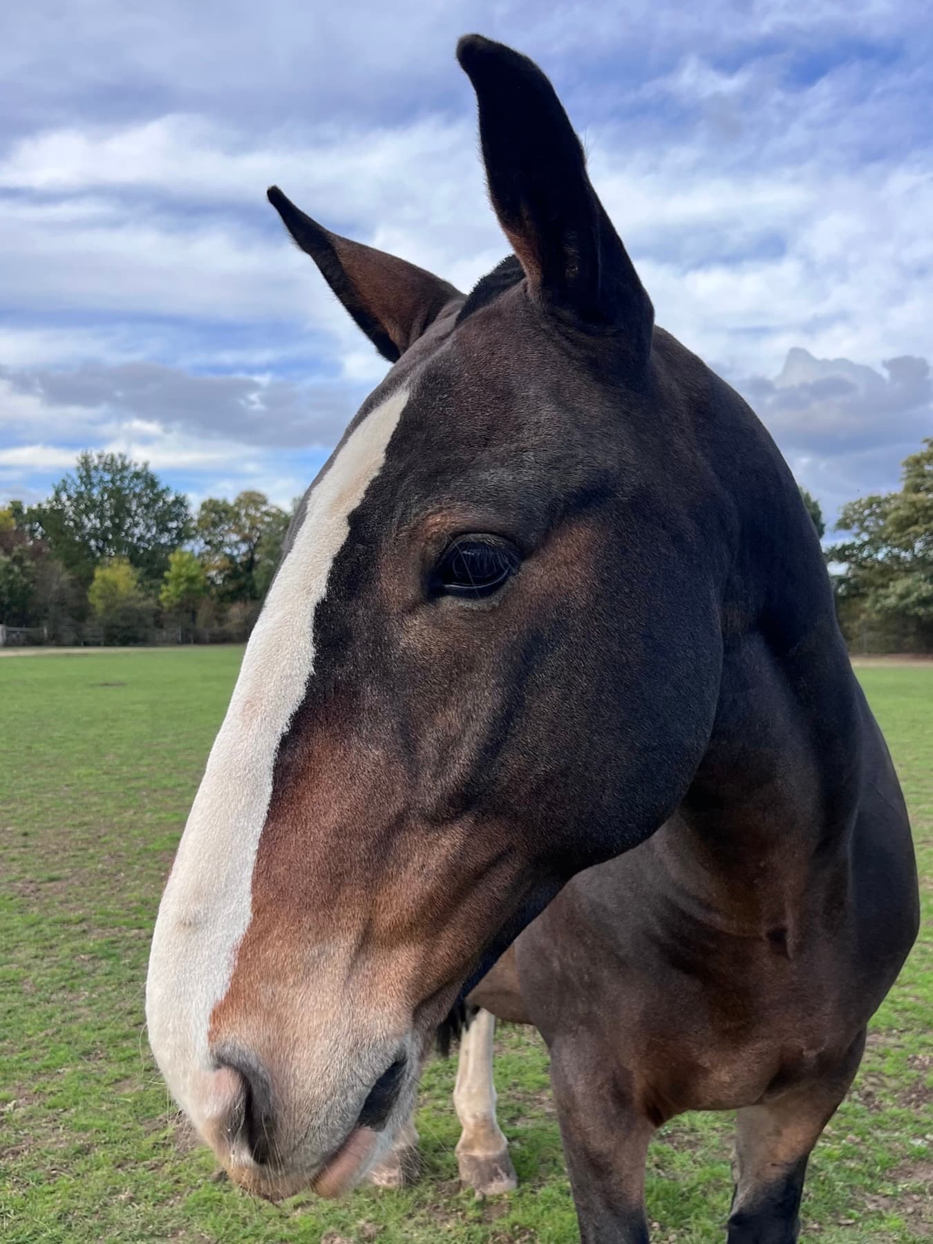 Dylan, a dark bay Irish Cob with a long white blaze, close up in the field under a cloudy sky.