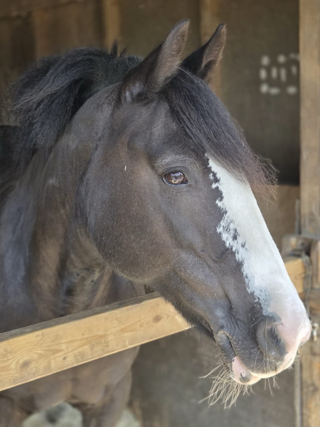 Gloria, a dark bay cob with a speckled white blaze, looking out over the rail of her stable.