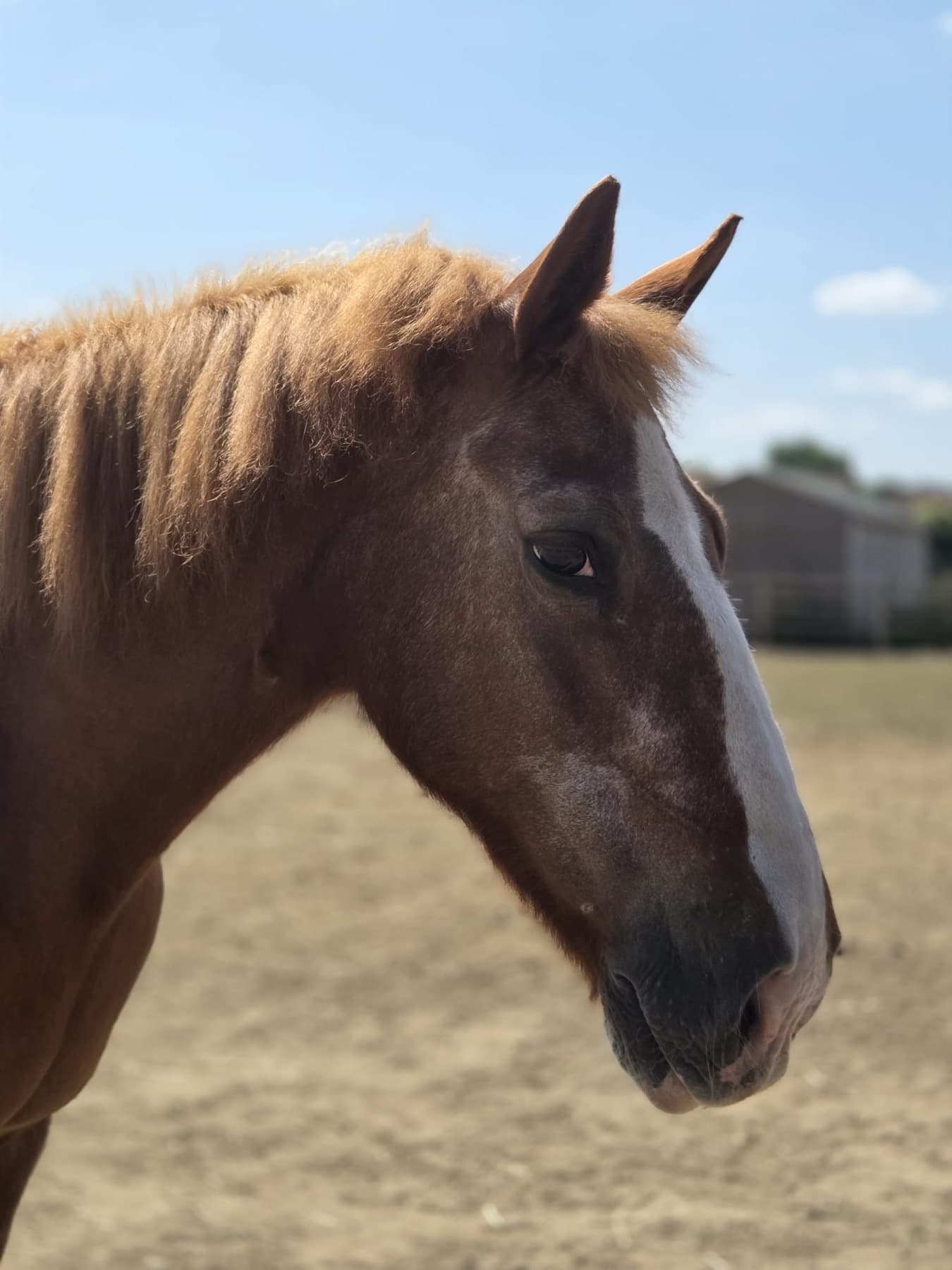 Krystal, a chestnut cob with a pale flaxen mane and a white blaze, standing in the sand school.