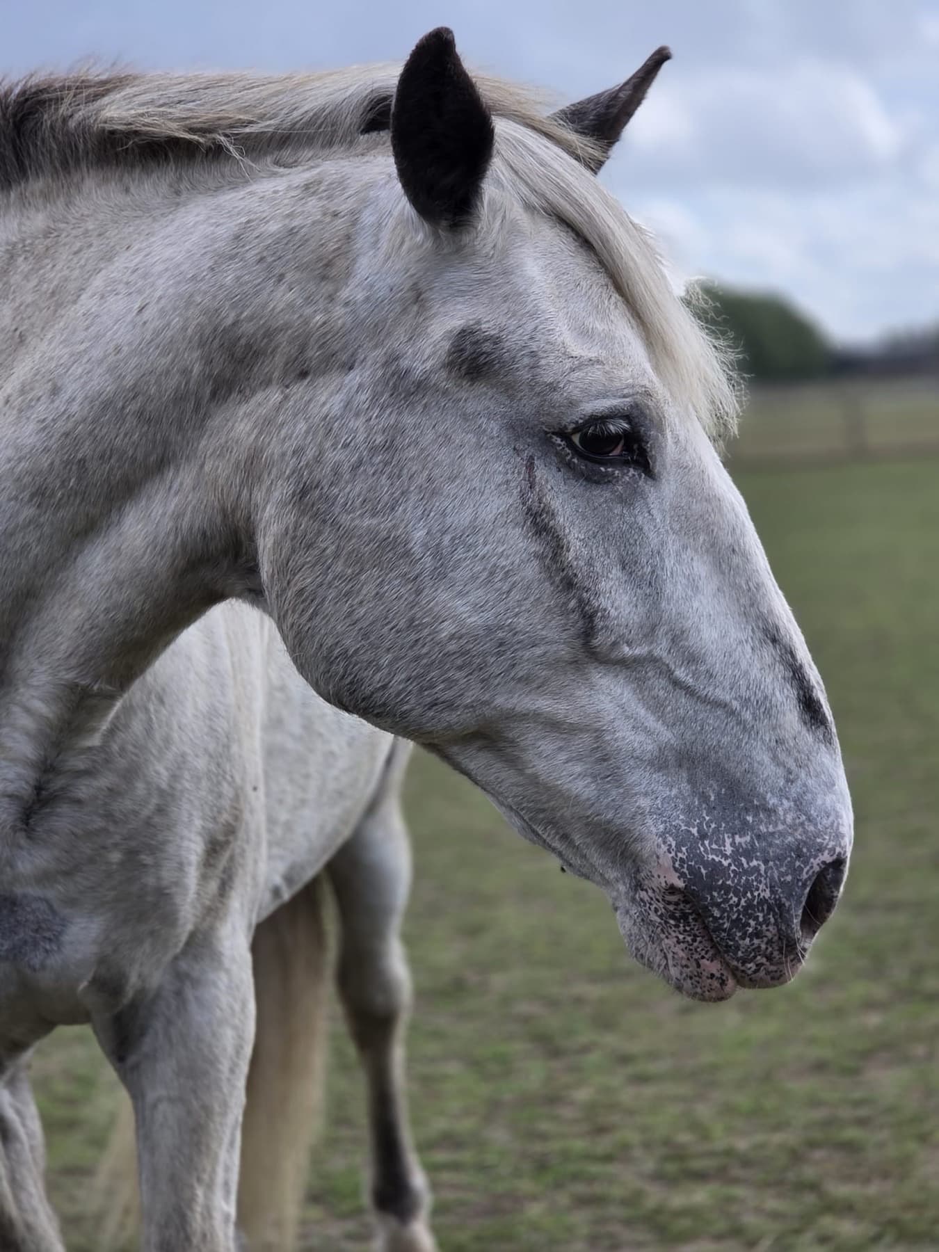 Malcolm, a blue roan cob with a pale mane, standing in the field on a grey day.