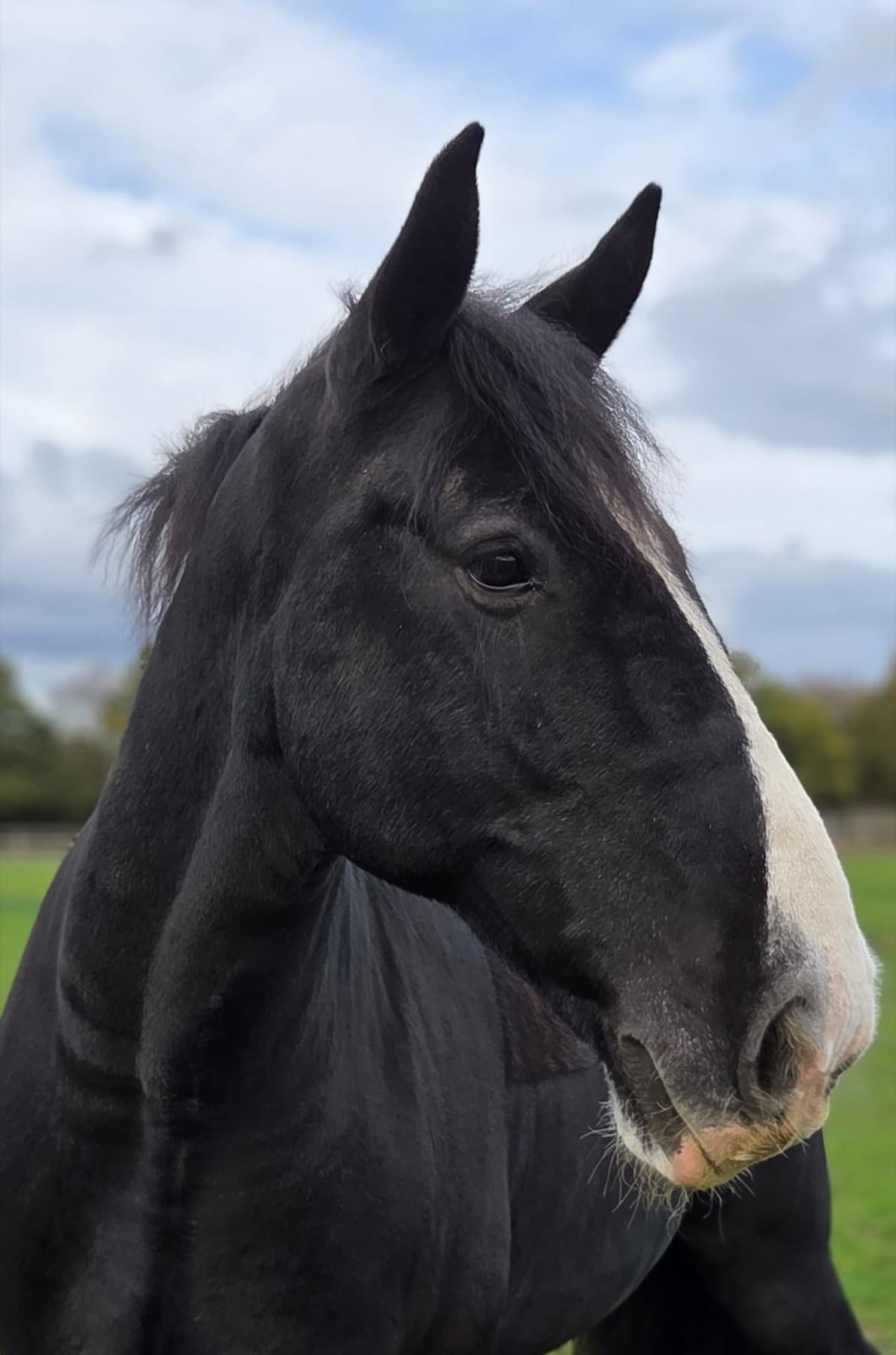 Max, a black Irish Sport Horse with a white muzzle, photographed in the field under a cloudy sky.