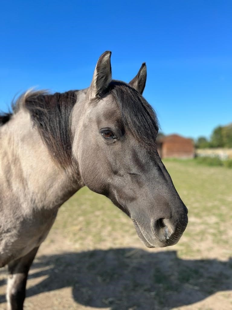 Mouse, a dun Highland pony with a dark mane, standing in the paddock under a clear blue sky.