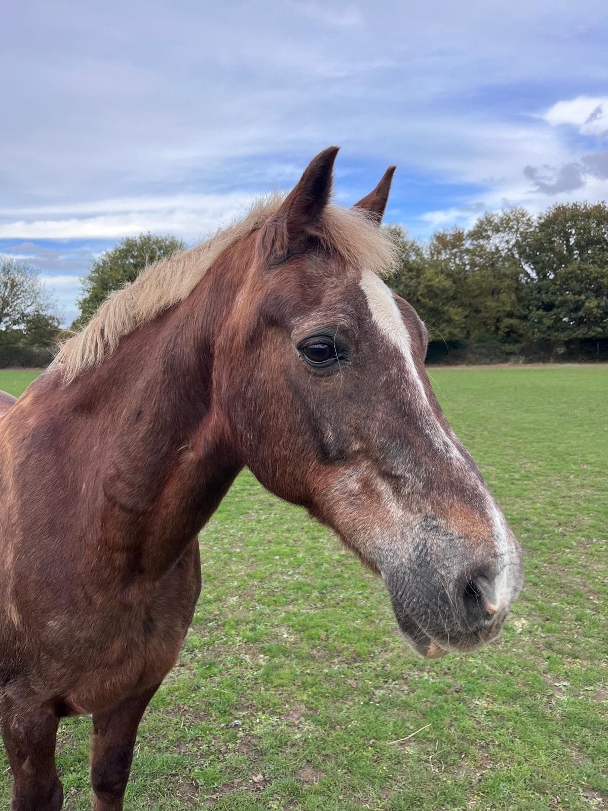 Nat, a copper chestnut Welsh cob with a flaxen mane and a white blaze, standing in the field.