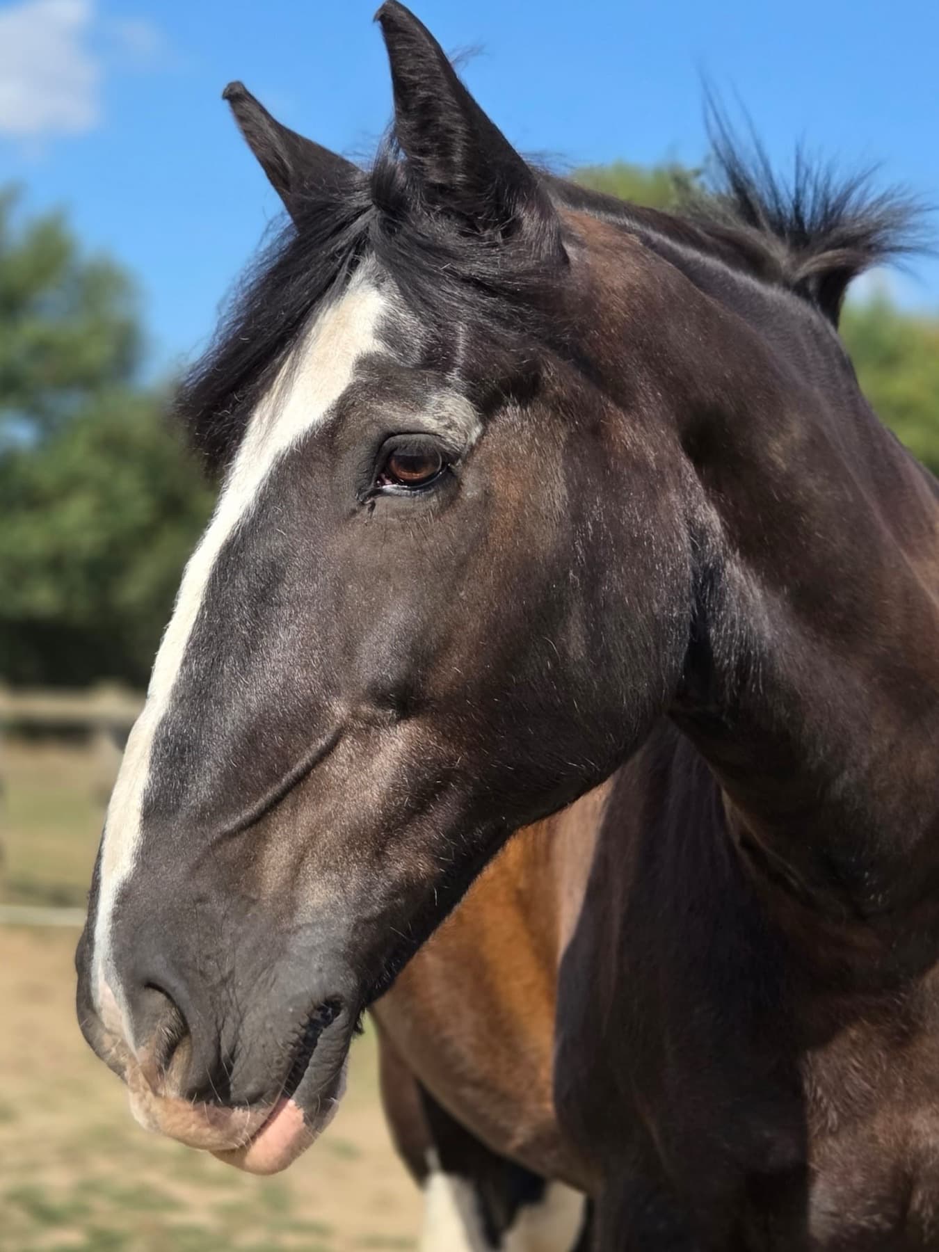 Ozzie, a dark bay cob with a white stripe down his face, standing in the sunshine with trees behind him.