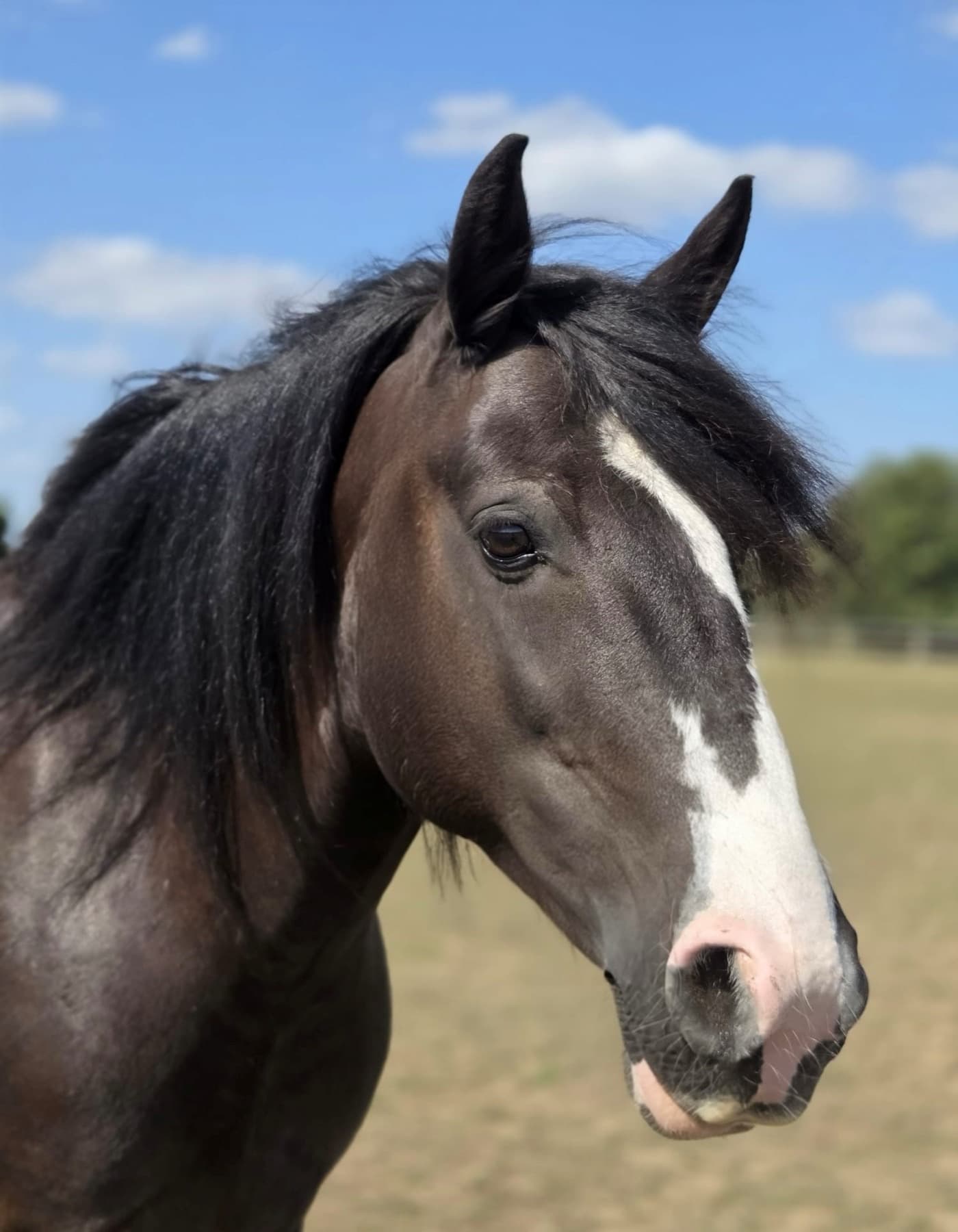 Rosie, a dark cob mare with a black mane and a white blaze, standing in the sand school under a blue sky.