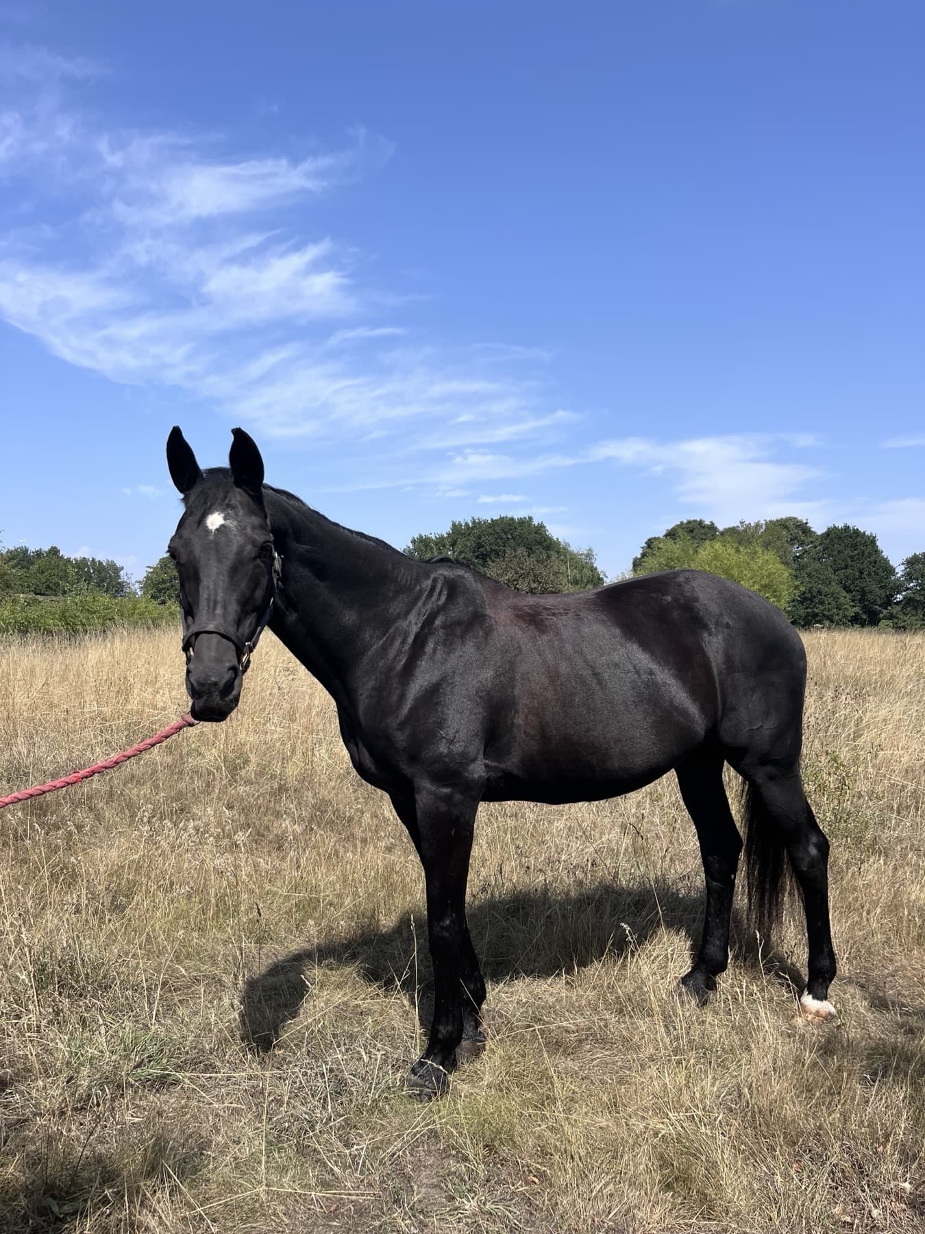 Shimmer, a black Dutch Warmblood mare on a red lead rope, standing side on in a summer field.