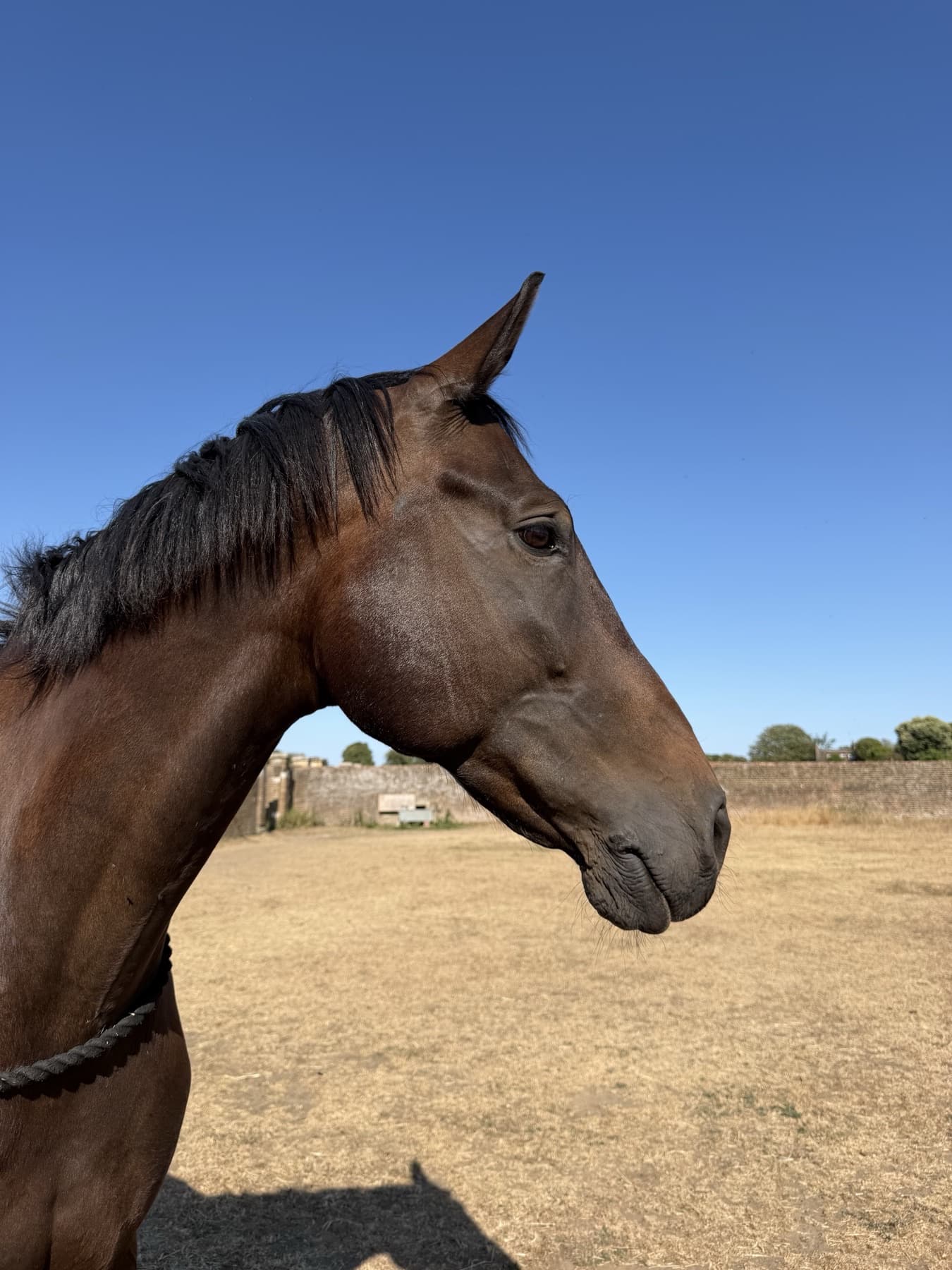 Spirou, a tall bay gelding in profile, standing on dry summer ground with a wall behind him.