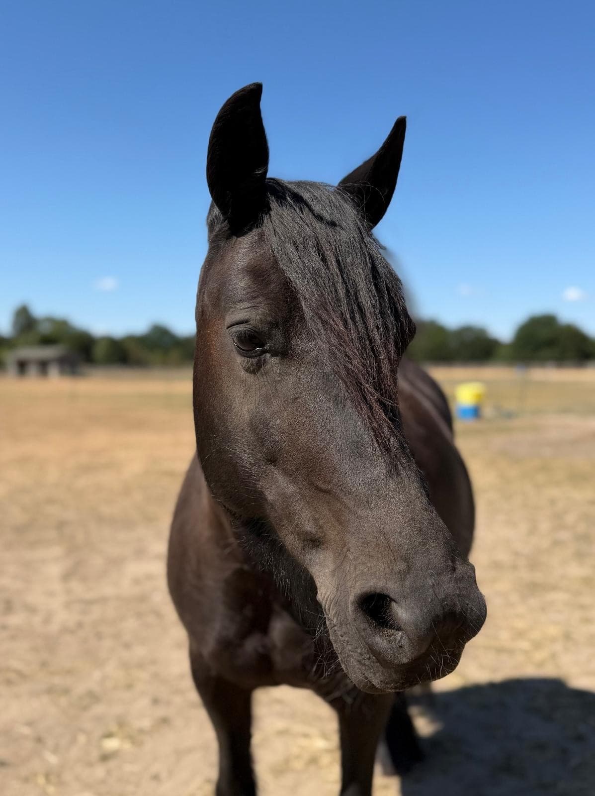 Storm, a black Fell pony with a thick forelock, looking straight at the camera across the yard.