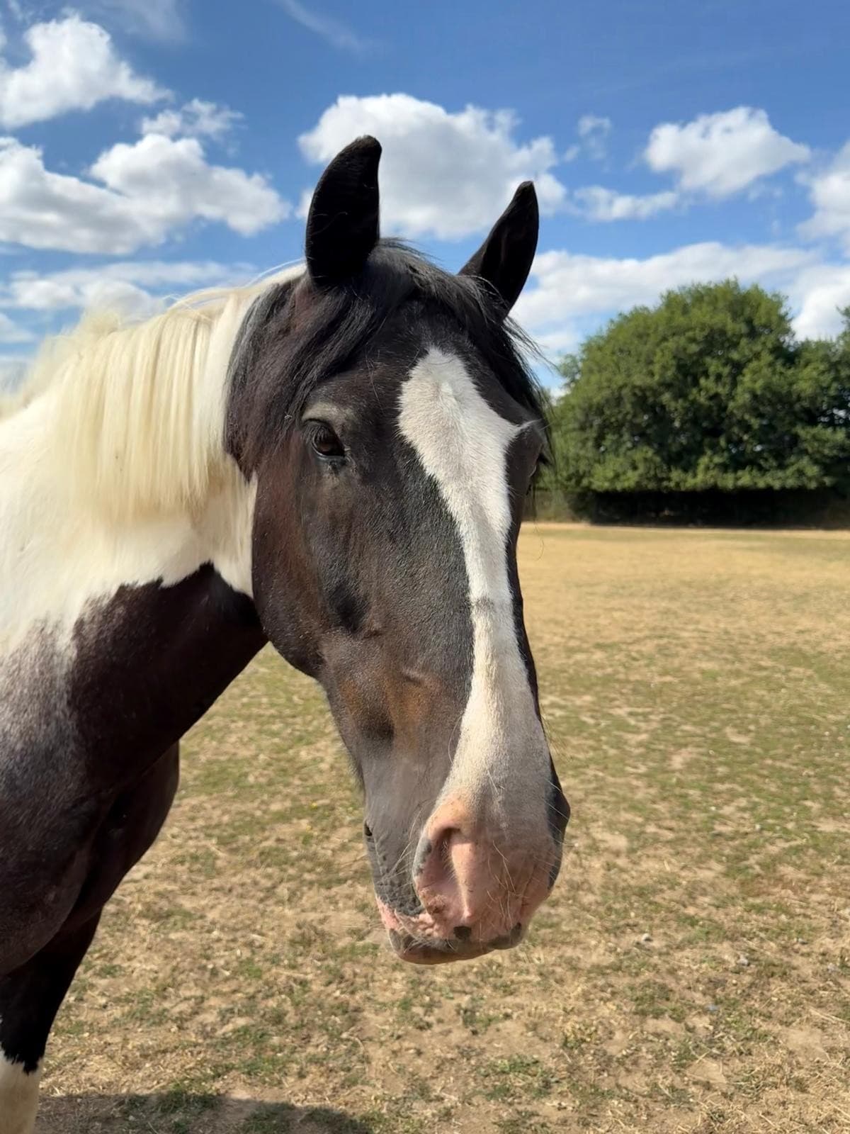 Tubber, a piebald cob with a white mane and a broad white blaze, standing in the field on a sunny day.