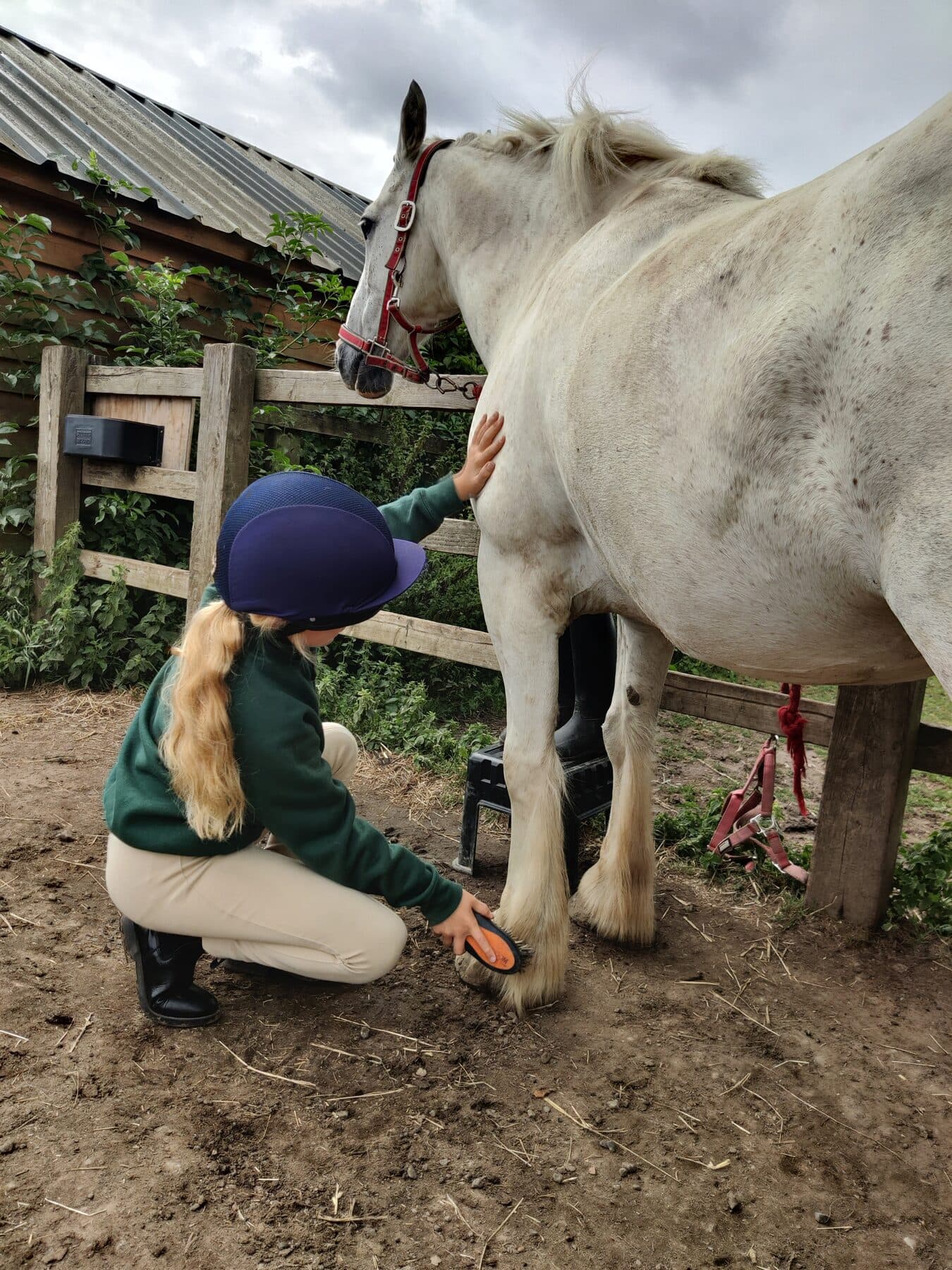 A Ranger crouching to treat the lower leg of a large grey horse tied up by the barn