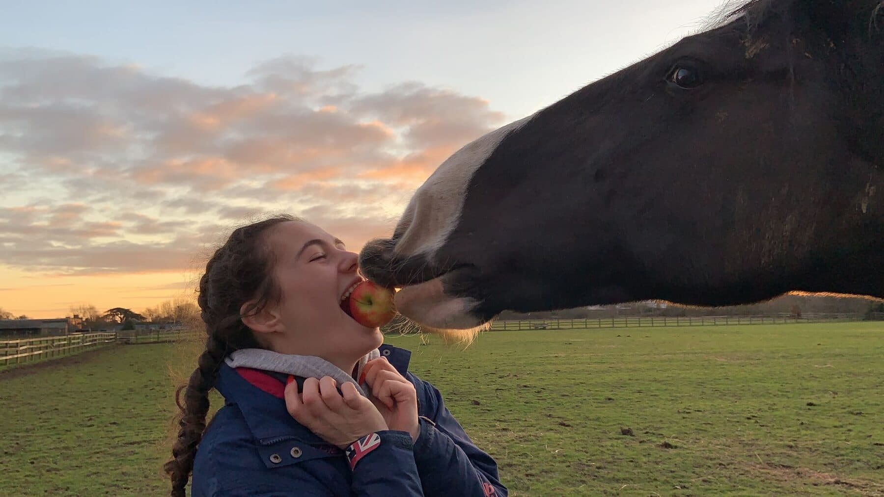 A young Horse Ranger holding out an apple to a horse leaning in over the field at sunset.